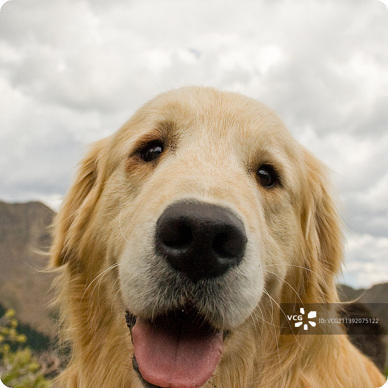 金毛寻回犬的特写，背景为天空图片素材