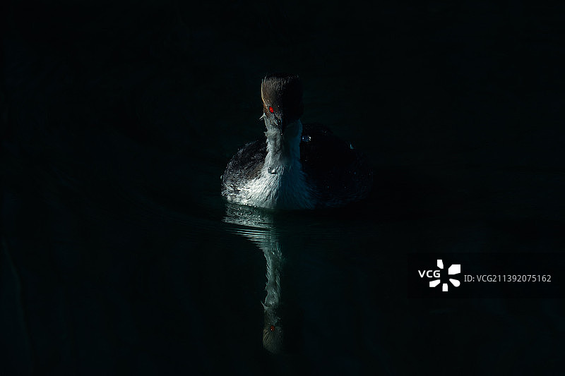 阿根廷布宜诺斯艾利斯湖中游泳的人高角度视图图片素材