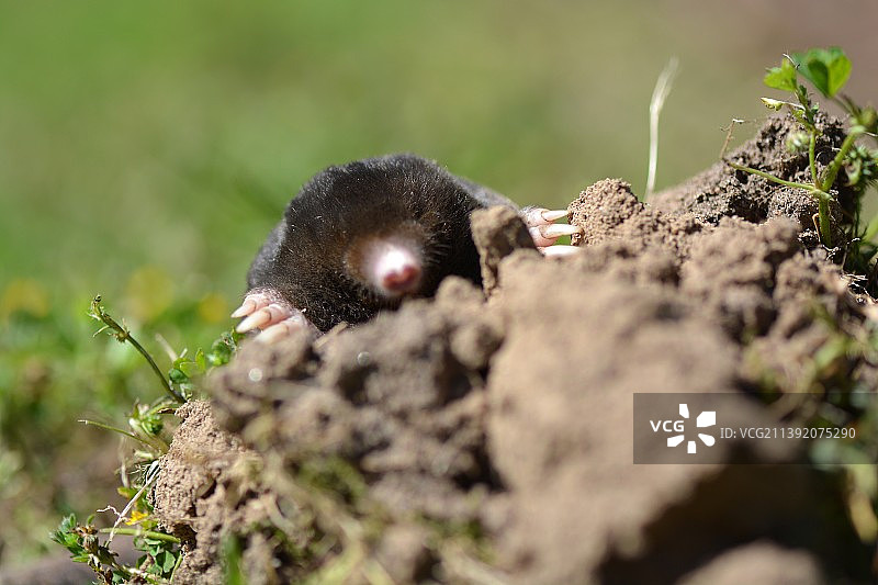 欧洲鼹鼠图片素材