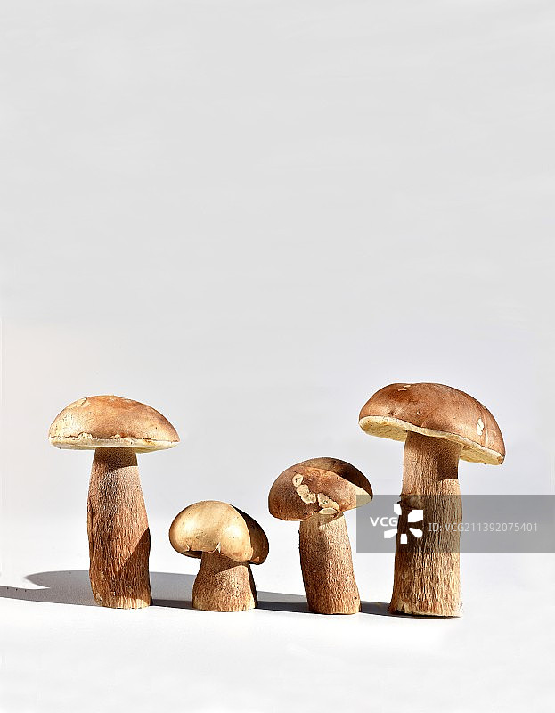 网纹牛肝菌图片素材