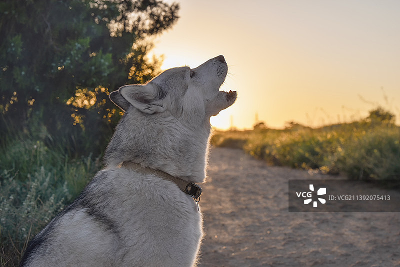 西伯利亚哈士奇雪橇犬在日落时分的原野上的特写图片素材