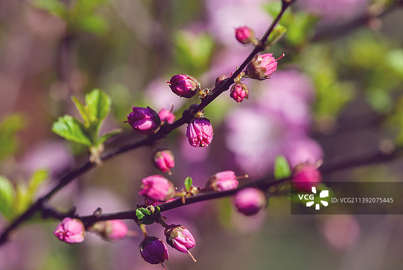 中国郁李，中国李，宫粉梅花盛开，带花蕾的树枝图片素材