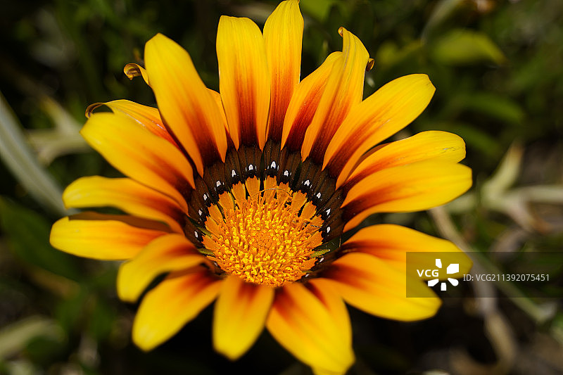 黄花特写图片素材