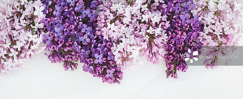 丁香花边框紫色和粉色花朵banner图片素材