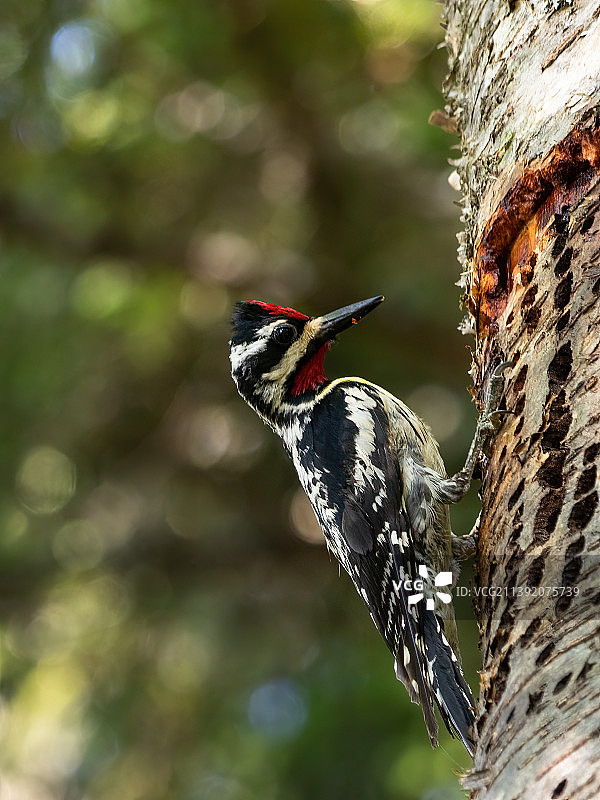 啄木鸟栖息在树上的特写，加拿大Bonshaw Hills省立公园图片素材