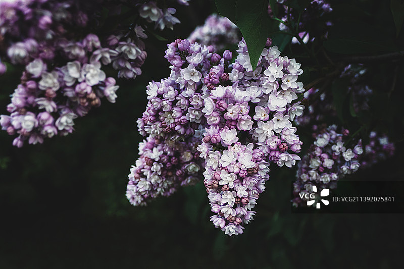 夜晚的紫色丁香花，春天花园里的丁香花特写图片素材