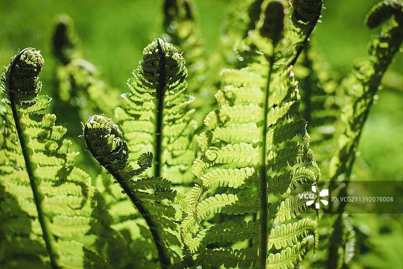 阳光下的绿色蕨类植物叶子，鸵鸟蕨叶子，欧洲荚果蕨植物特写图片素材