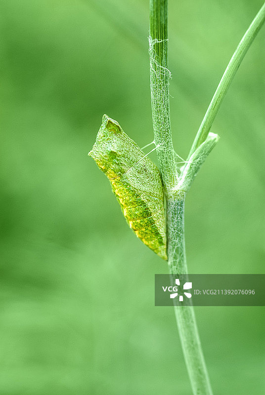 附着在莳萝茎上的燕尾蝶蛹特写图片素材