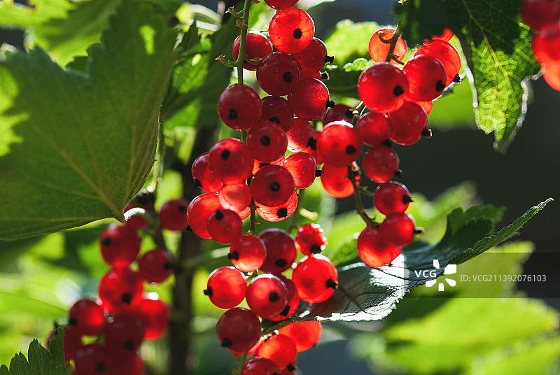 夏季阴凉花园中成熟的红醋栗图片素材