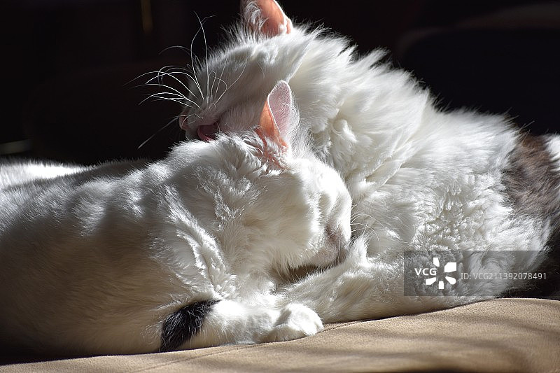 兄妹情深图片素材