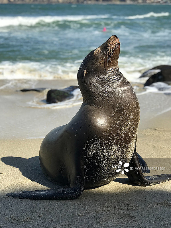 海滩海豹特写图片素材