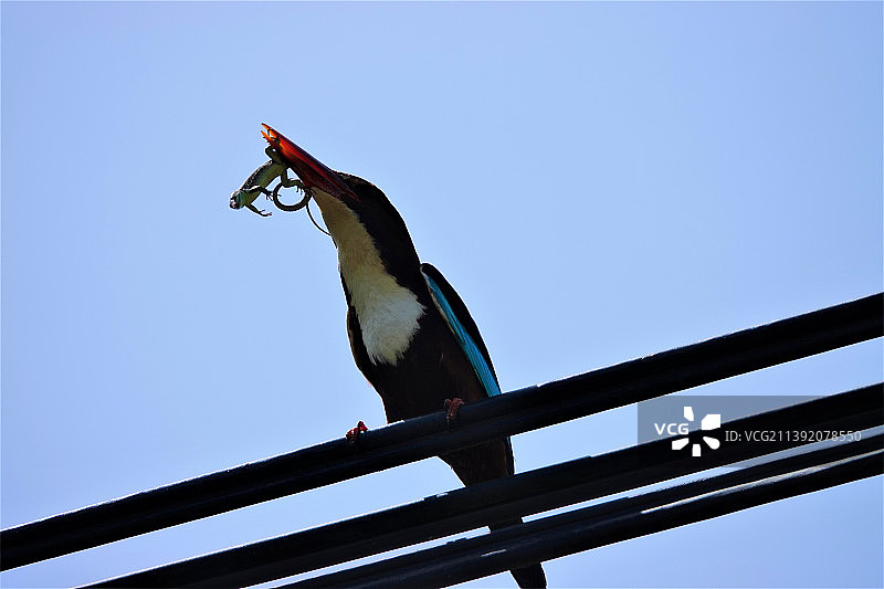 鸟类栖息在电缆上的低角度视图图片素材