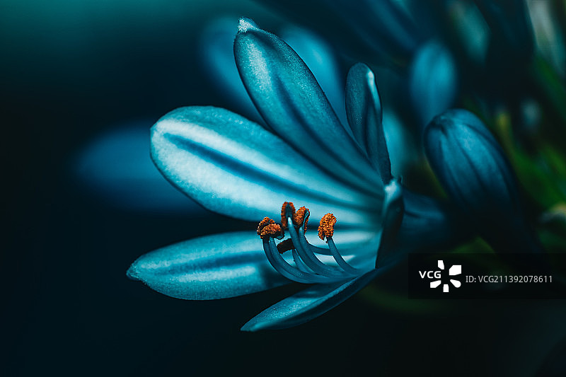 法国蓝色花朵特写图片素材