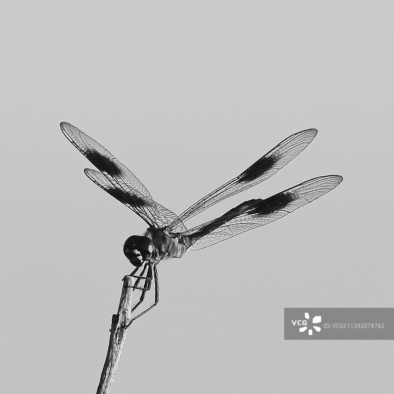 仰视晴空下树枝上的蜻蜓图片素材