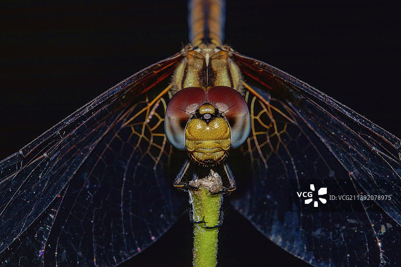 叶子上的昆虫特写，印度喀拉拉邦戈达亚姆图片素材