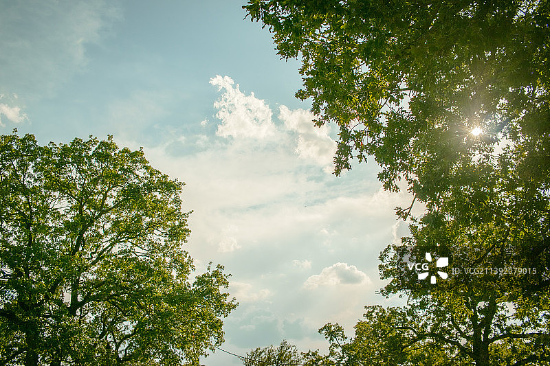 仰视角度拍摄的树木，德克萨斯州，美国图片素材