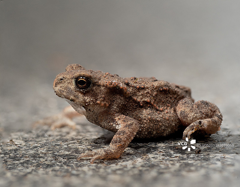 岩石上蜥蜴的特写图片素材