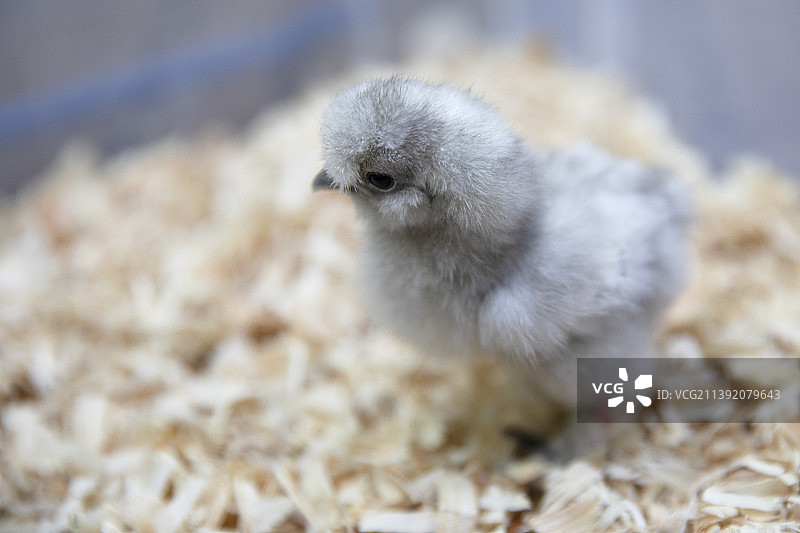 小鸡特写图片素材