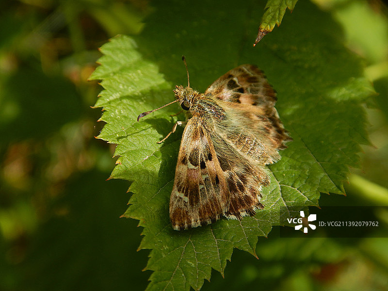 维也纳树叶上的蝴蝶特写图片素材