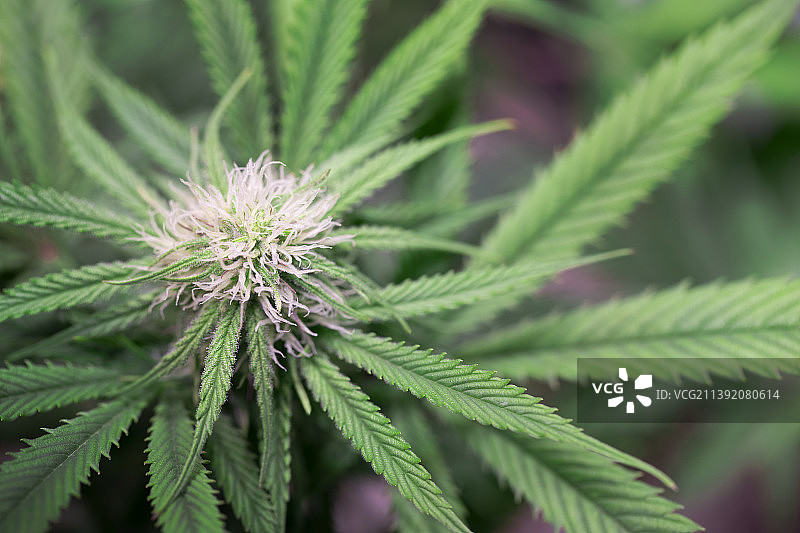 特写的植物图片素材