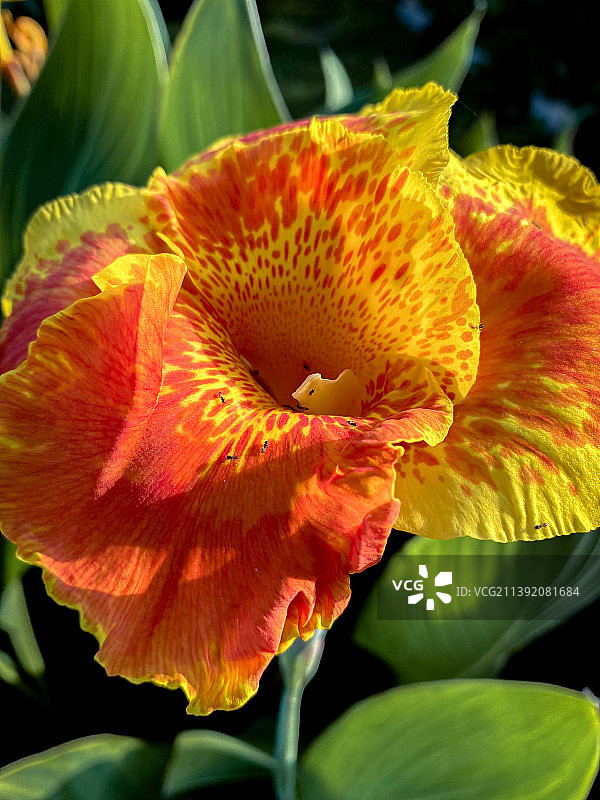 印度北方邦马图拉的黄色玫瑰花特写图片素材