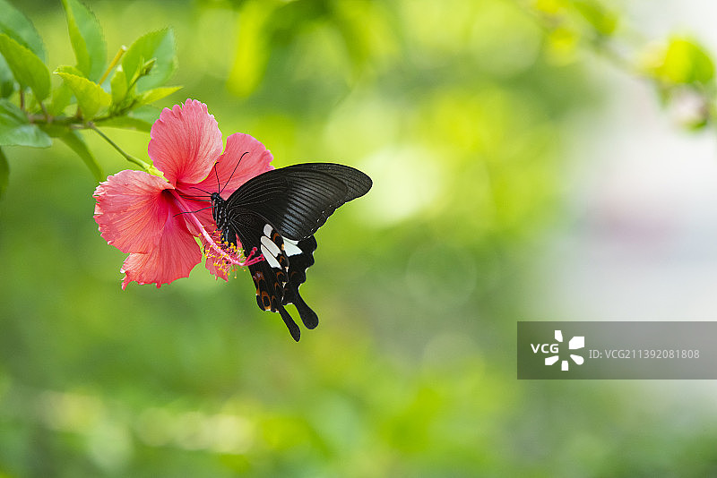 玉斑凤蝶图片素材
