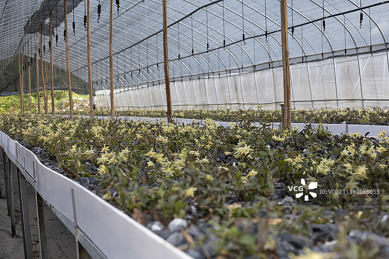 人工繁殖种植铁皮枫斗石斛图片素材