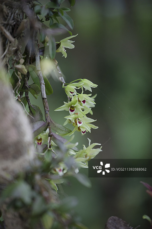 人工繁殖种植铁皮枫斗石斛图片素材