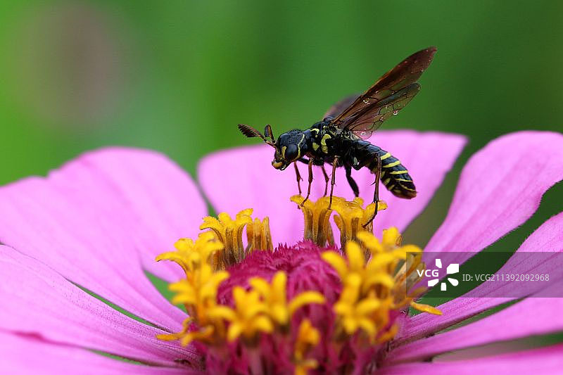 泥蜂图片素材
