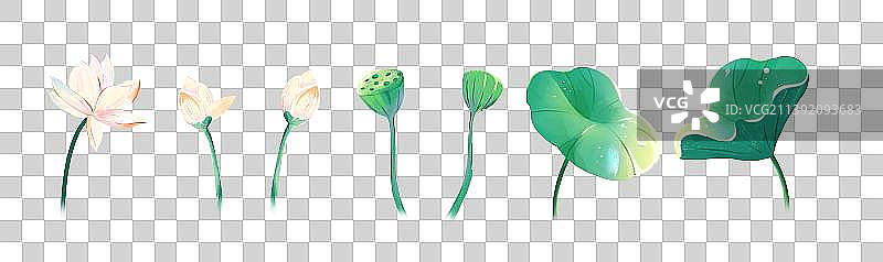 夏天荷花荷叶莲蓬插画素材图片素材