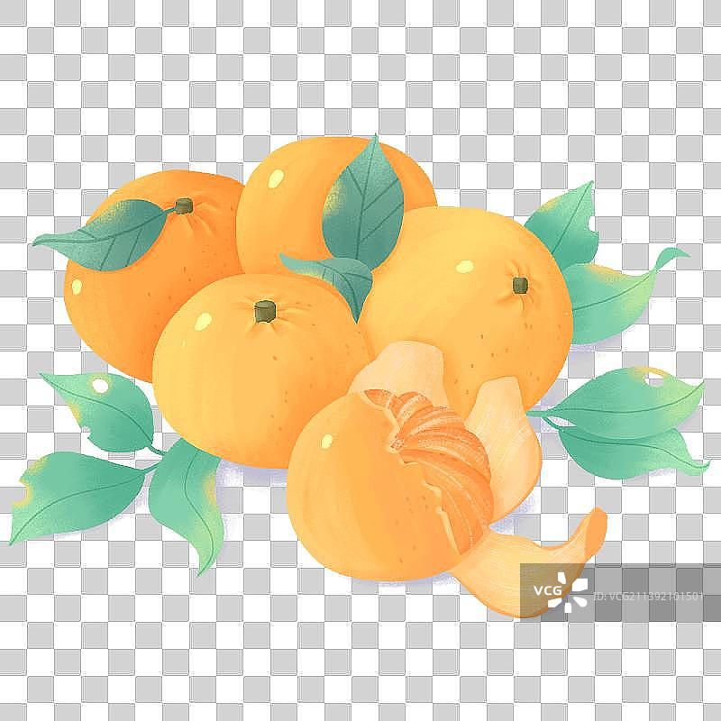 水果橘子桔子蜜桔插画图片素材