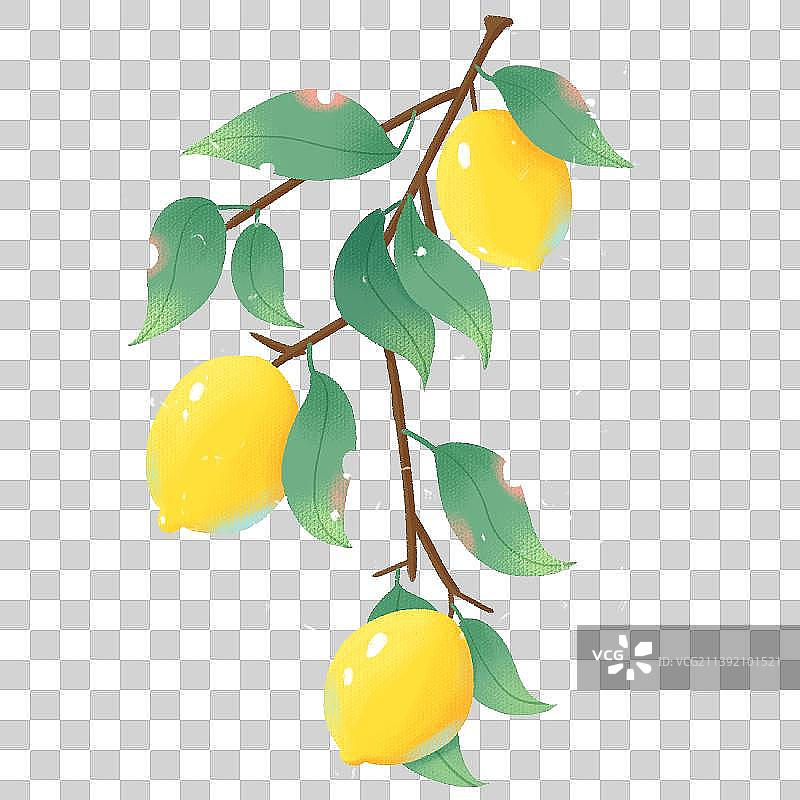 水果柠檬插画图片素材