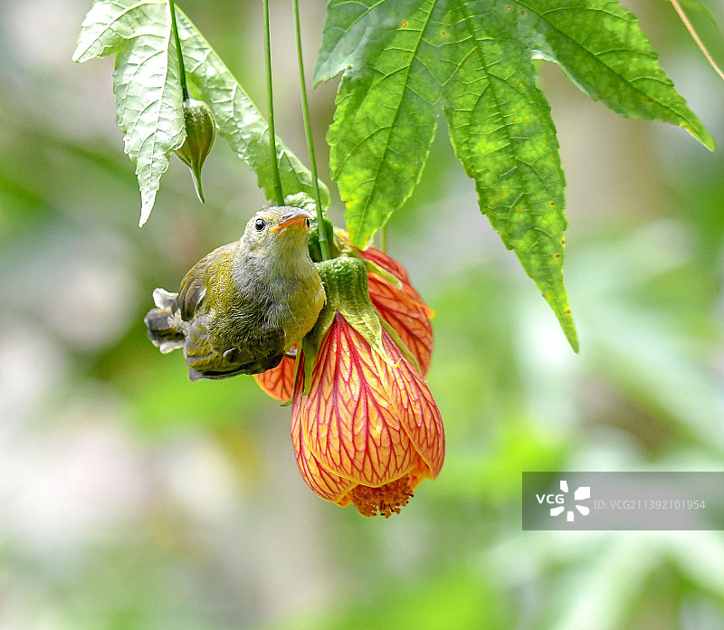 太阳鸟图片素材