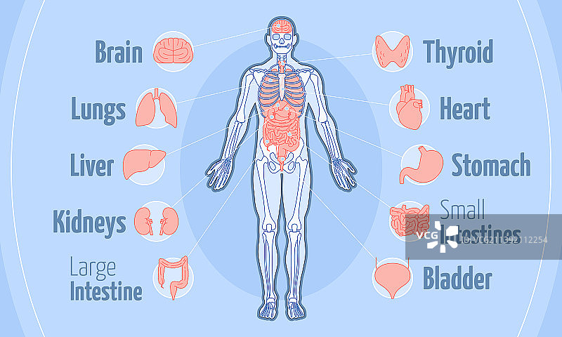 人体解剖结构（扁平风格）图片素材
