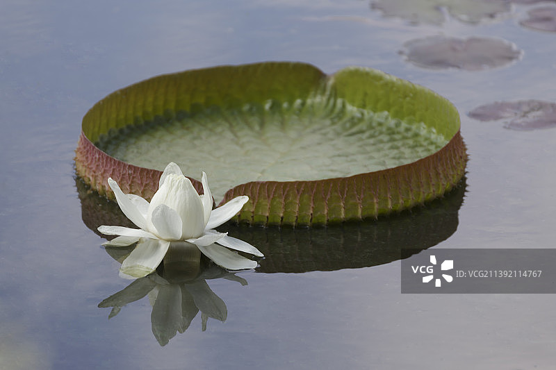 善变的女神  图说王莲绽放的里程图片素材