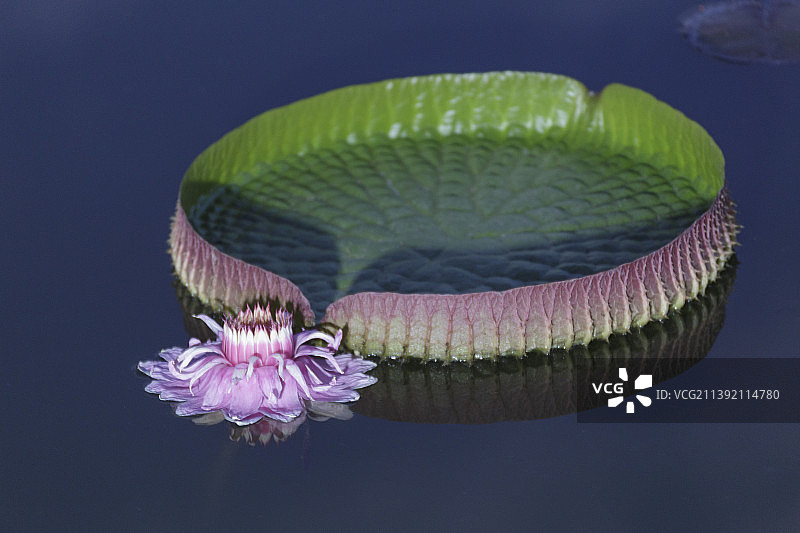 善变的女神  图说王莲绽放的里程图片素材