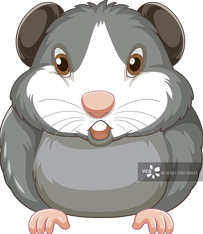 白色背景上的可爱豚鼠图片素材