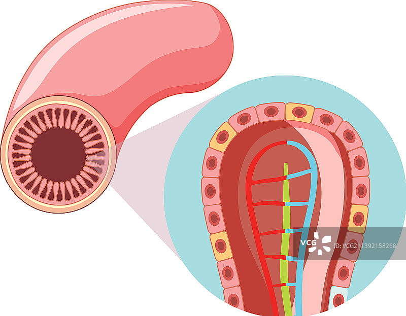 肠绒毛结构示意图图片素材