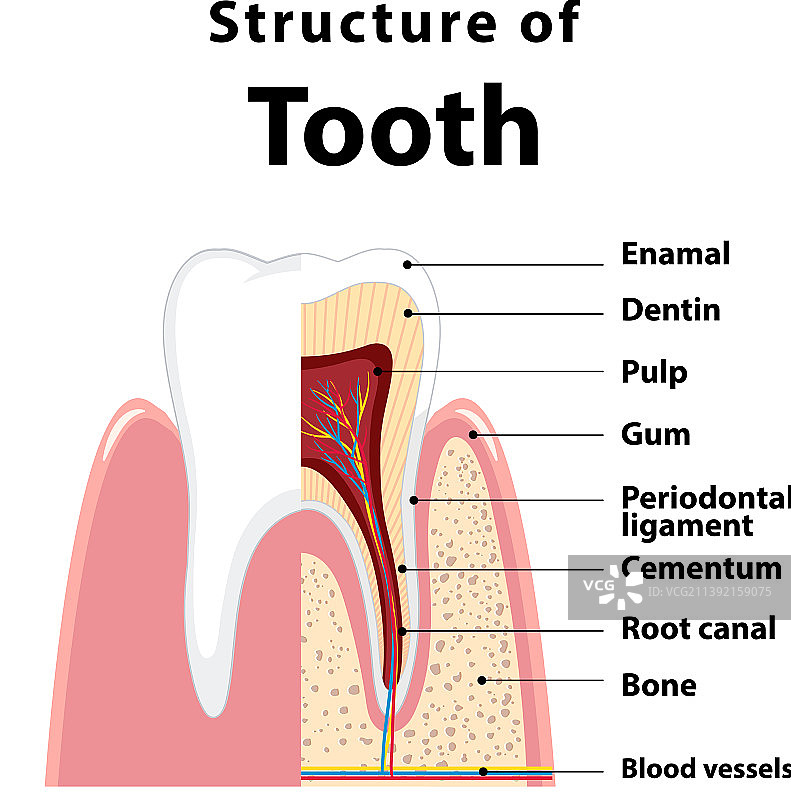 牙齿结构中的人体信息图图片素材