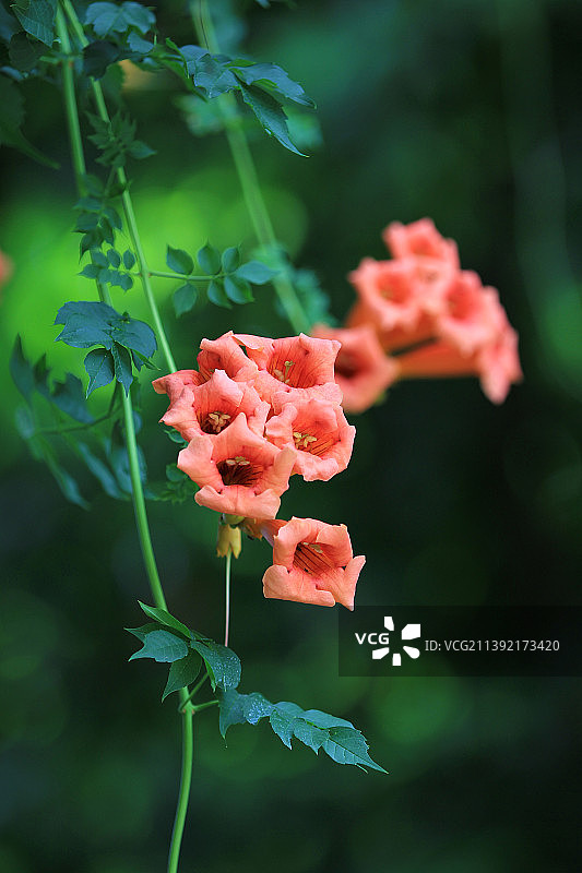 凌霄花图片素材