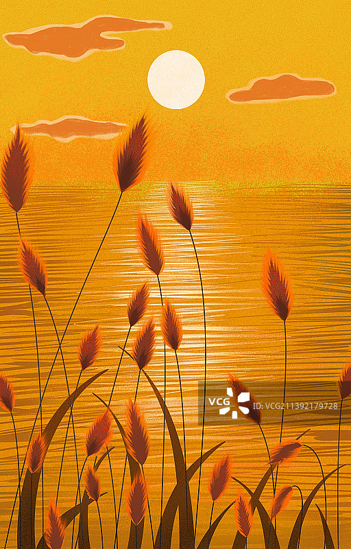 夕阳下的芦苇丛图片素材