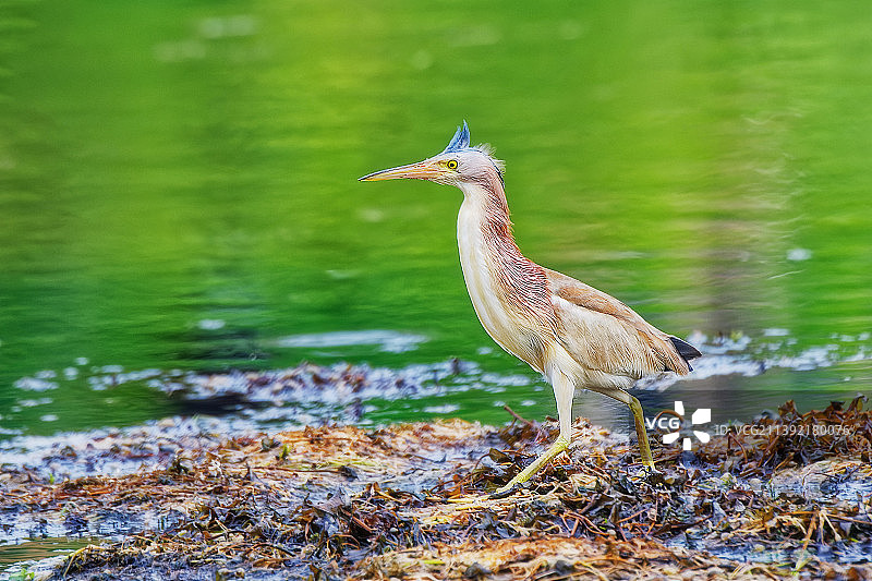 黄苇鹣图片素材