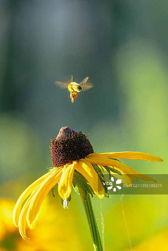 花头与蜜蜂图片素材