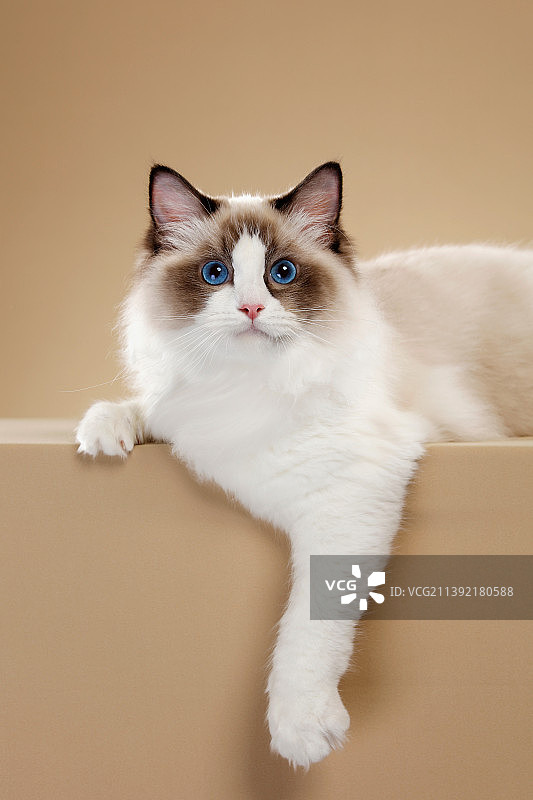 布偶猫图片素材