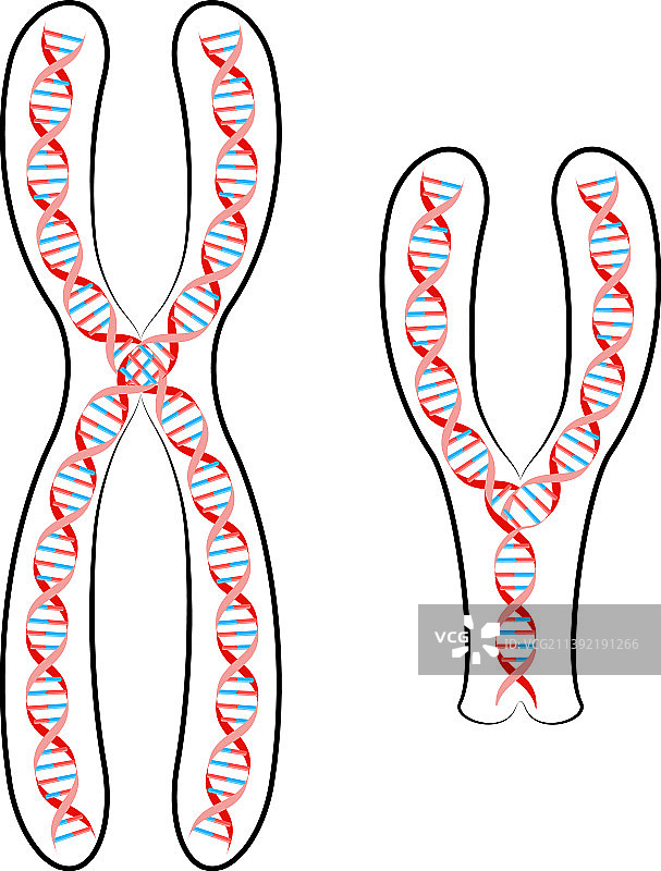 带有DNA的X和Y染色体图片素材
