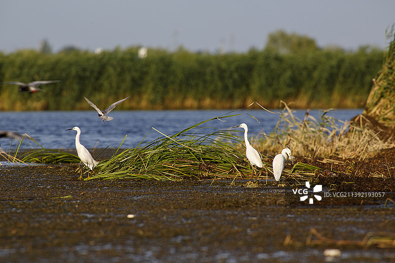 等待觅食的白鹭图片素材