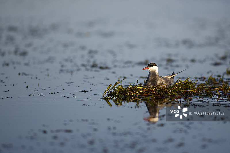 须浮鸥、孵化中的须浮鸥图片素材