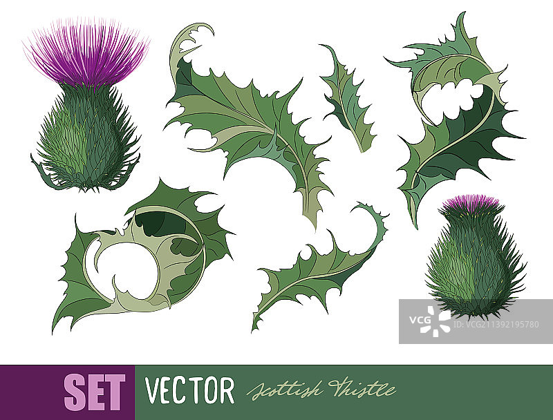 苏格兰蓟图片素材