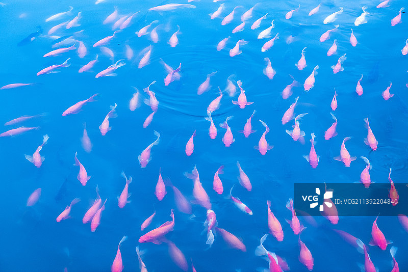 水中金鱼图片素材