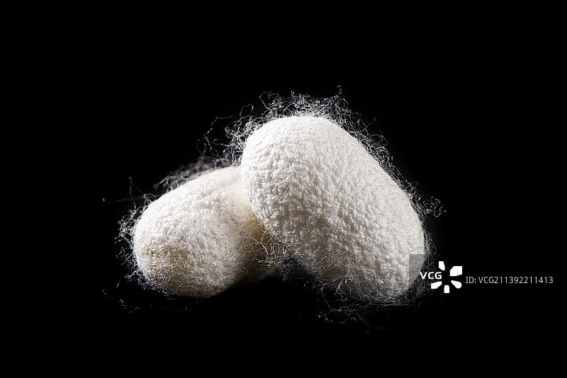 黑底上的天然蚕茧蚕丝图片素材
